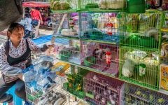 Kina 2014 – Kunming – Fugle- og blomstermarkedet