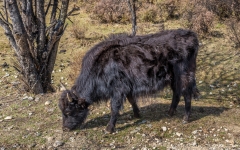 Kina 2014 – Shangri-la – Potatso Nationalpark