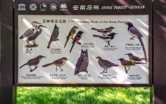 Kina 2014 – Kunming – Stenskoven
